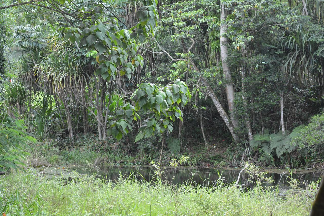 Rainforest Eco Lodge Suva Esterno foto