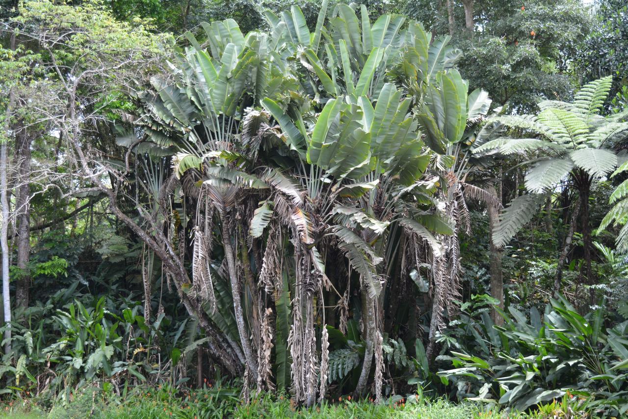 Rainforest Eco Lodge Suva Esterno foto