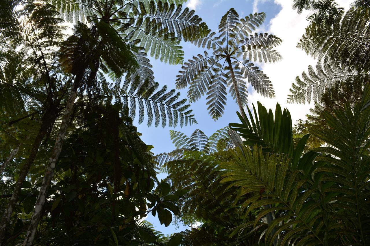 Rainforest Eco Lodge Suva Esterno foto