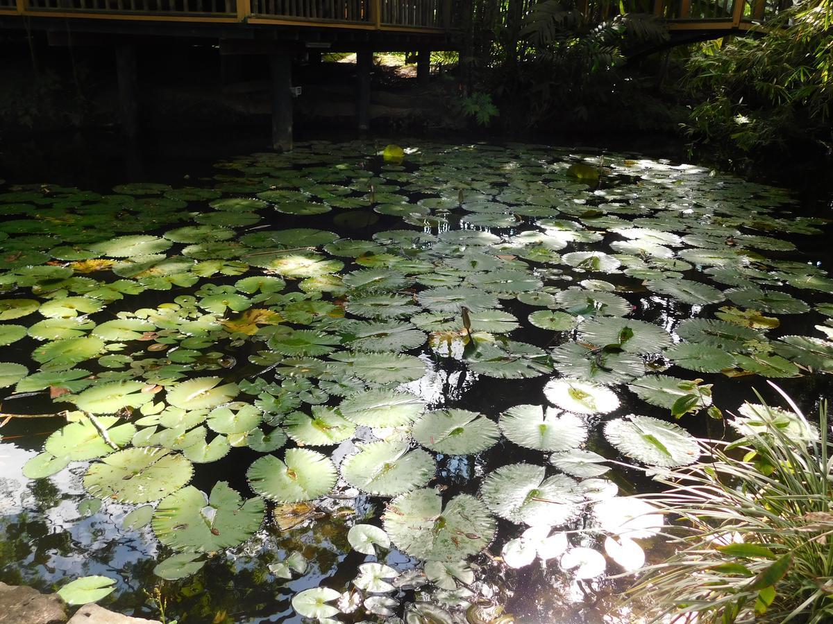 Rainforest Eco Lodge Suva Esterno foto
