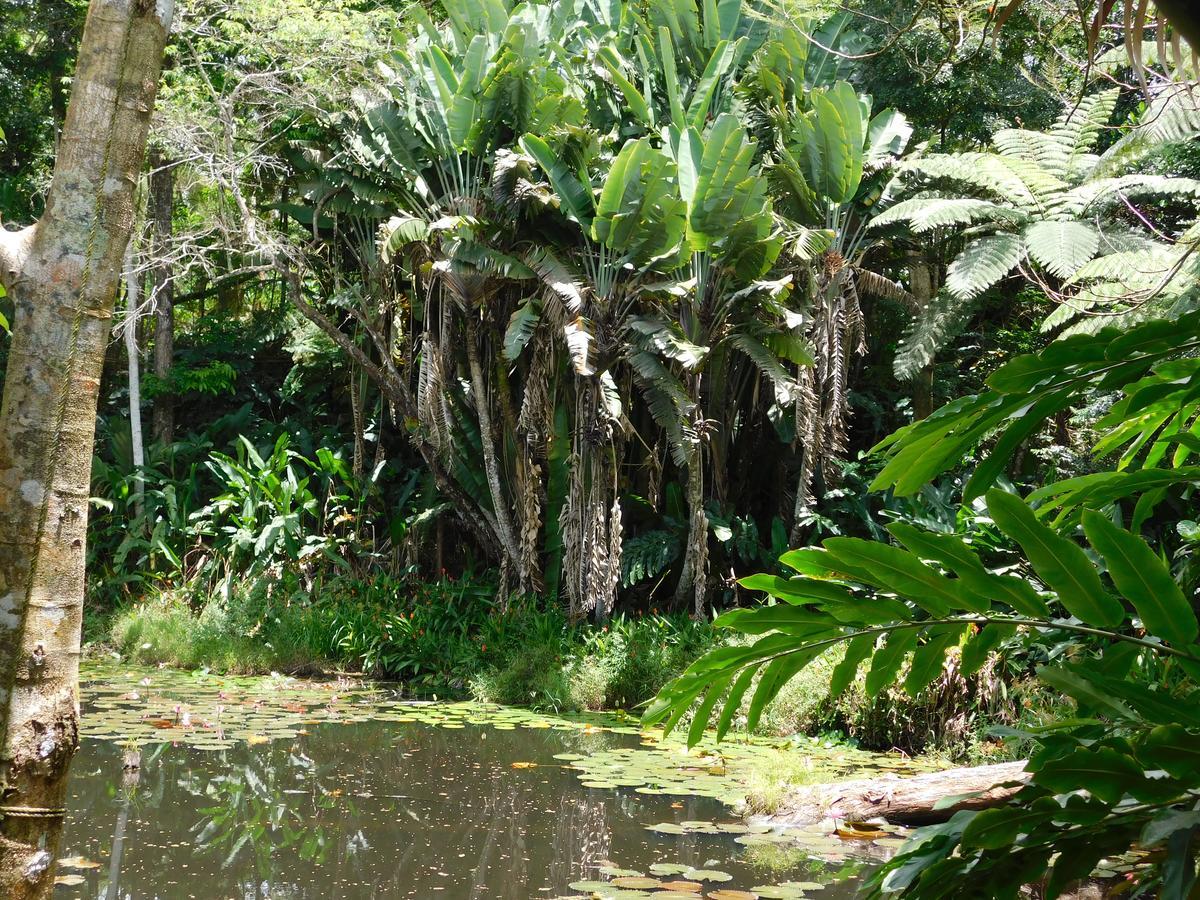 Rainforest Eco Lodge Suva Esterno foto