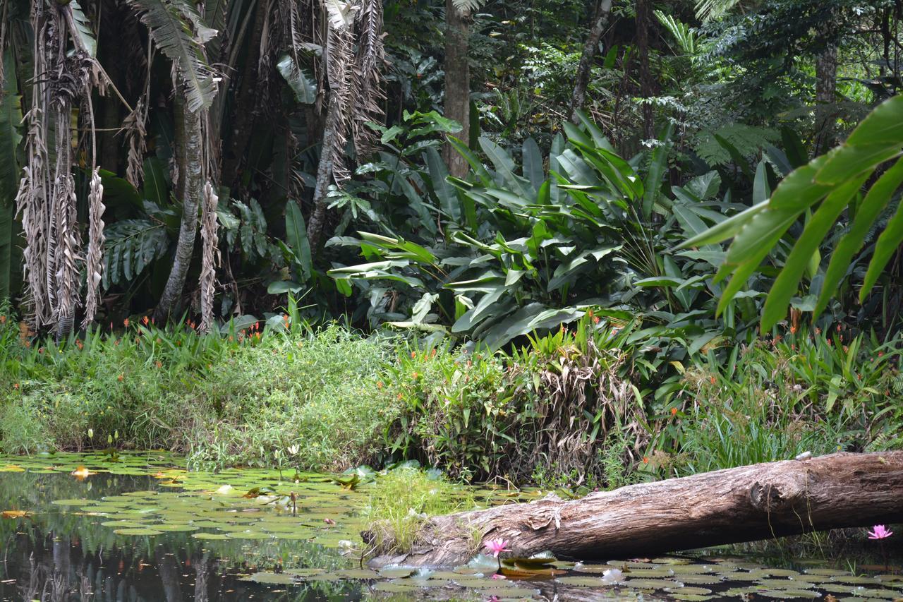 Rainforest Eco Lodge Suva Esterno foto